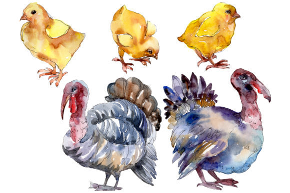 Agriculture Turkey, Chicken Watercolor Illustrations