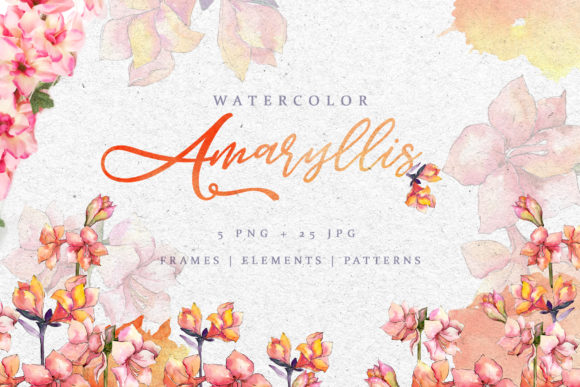 Amaryllis Watercolor Pink Illustrations