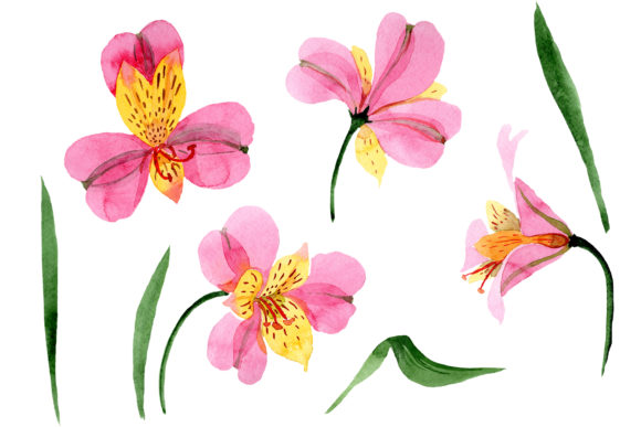 Astrometry Pink Flower Watercolor Illustrations