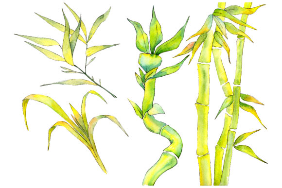 Bamboo Watercolor Product Illustrations Review