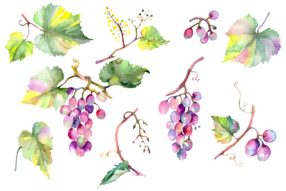 Blue Grapes Watercolor: A Designer's Review