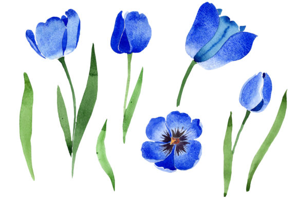 Blue Tulip Flower Watercolor Illustrations Review