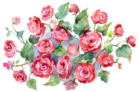 Bouquet of Roses Pinks Metamorphosis Watercolor Illustrations