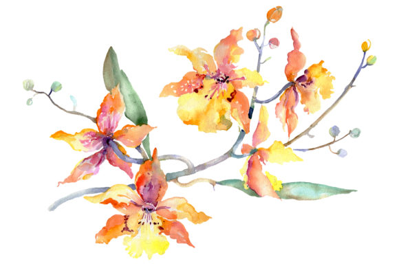 Branch of Yellow Orchids Watercolor Illustrations