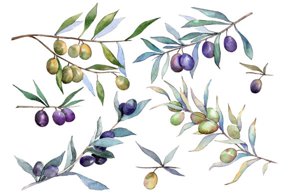 Branch Olive Watercolor Illustrations Review