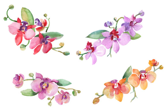 Branch with Orchids Watercolor Illustrations