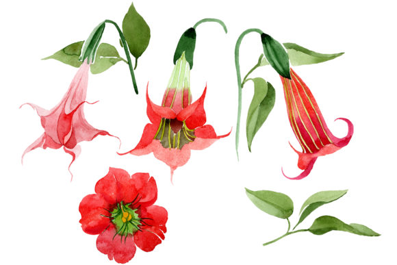 Brugmansia Red Flower Watercolor & Illustrations