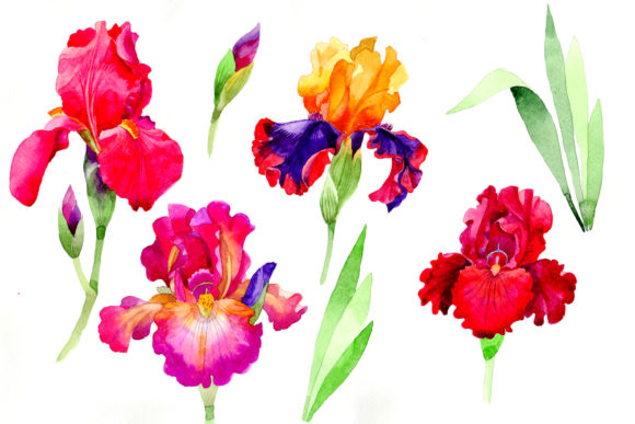 Cheerful Orchids Flowers Watercolor Set