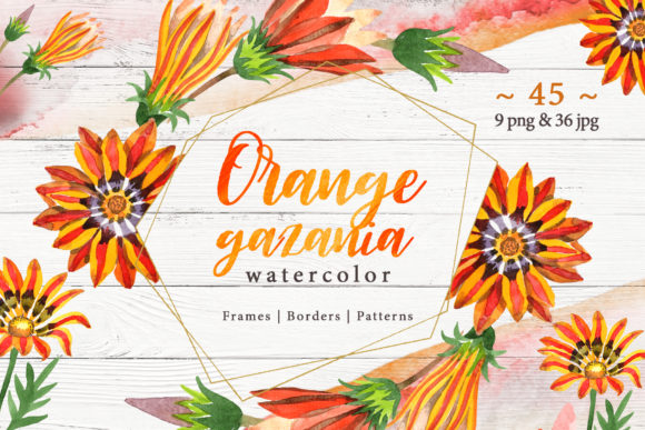 Cool Orange Gazania PNG Watercolor Set Review