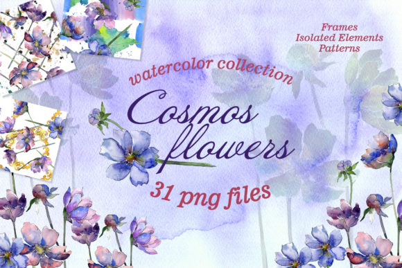 Cosmos Flowers Watercolor Illustrations Review
