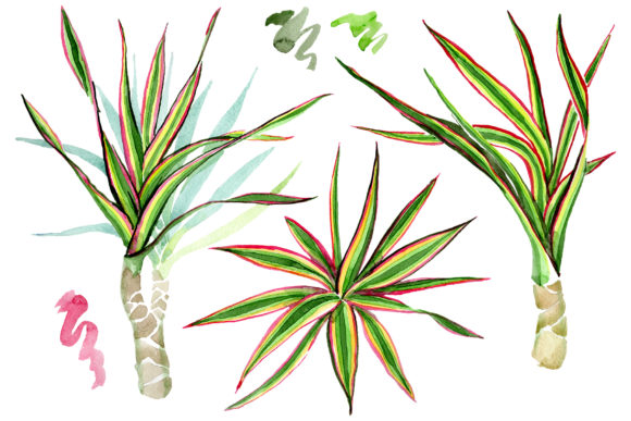 Dracaena Maraginata Tricolor Watercolor Illustrations