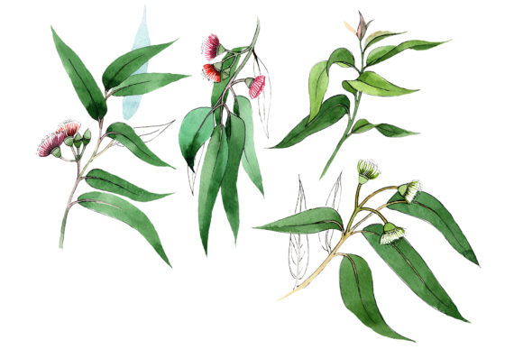 Eucalyptus Branch Watercolor Set & Illustrations