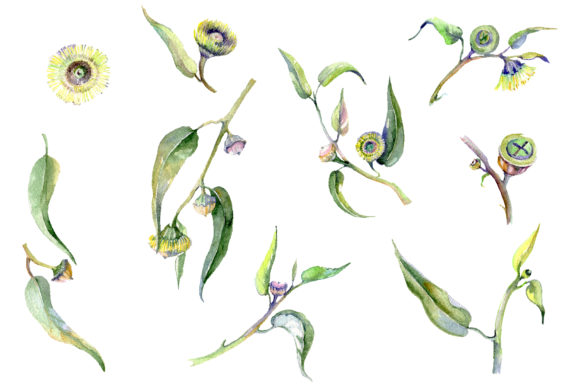 Eucalyptus Watercolor Illustrations Review
