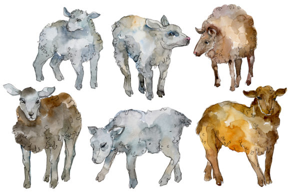 Farm Animals Lamb Watercolor: A Designer Review