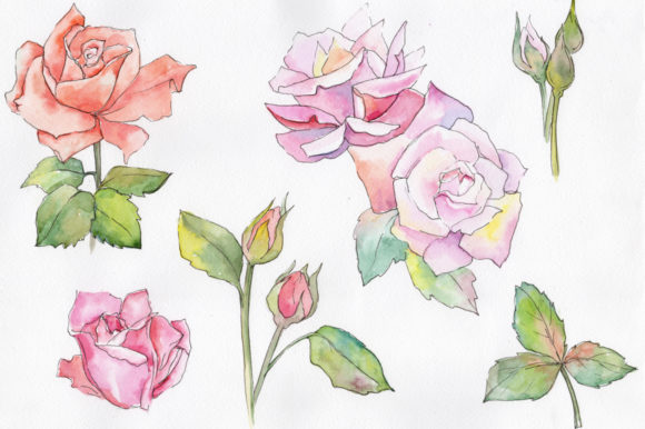 Fine Pink Rose Watercolor Flower Set & Illustrations