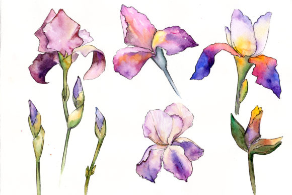 Gently Purple Irises Watercolor Set Illustrations