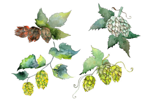 Hops Watercolor Illustrations for Craft Brands