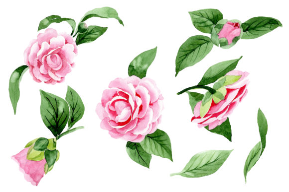 Pink Camellia Watercolor Illustrations Review