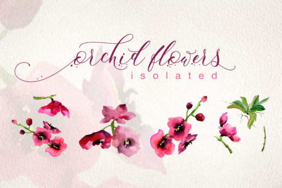 Pink Orchid Flowers Watercolor Set Illustrations