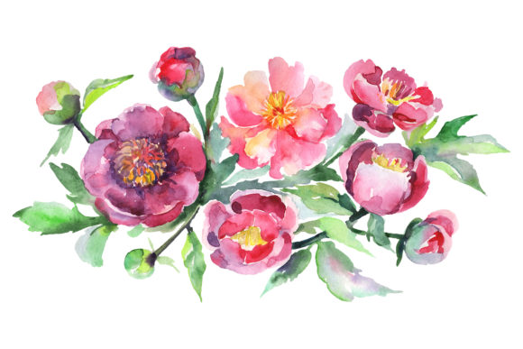 Pink Peonies Watercolor Illustrations