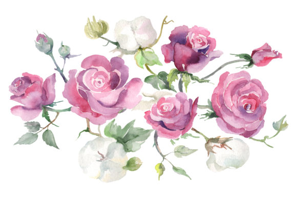 Pink Roses and Cotton Watercolor Illustrations