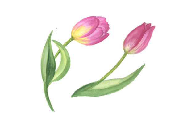 Pink Tulip Watercolor Design Set & Illustrations