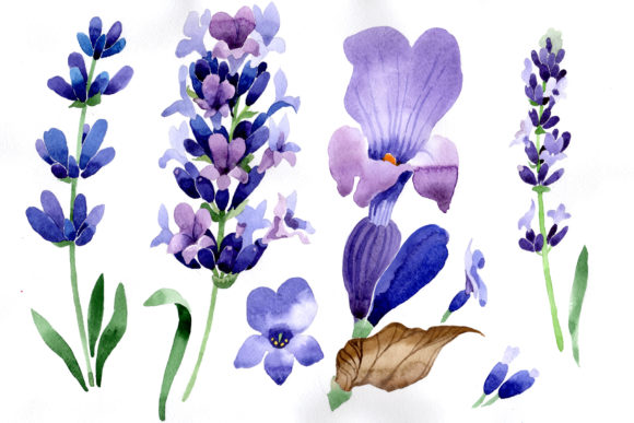 Purple Lavender Flowers Watercolor Macro Illustrations