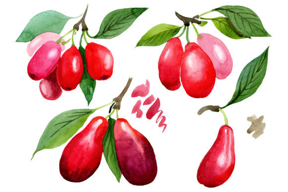 Red Dogwood Watercolor Plant Set & Illustrations