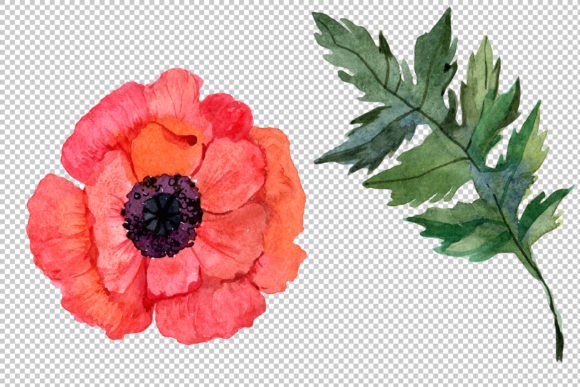 Red Poppy Watercolor Flowers Illustrations Review