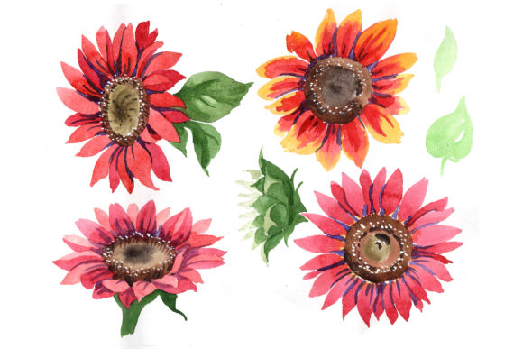 Sunflower Red Flower Watercolor Set Illustrations