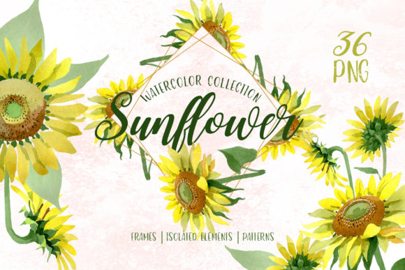 Sunflower Yellow Watercolor Illustrations Review