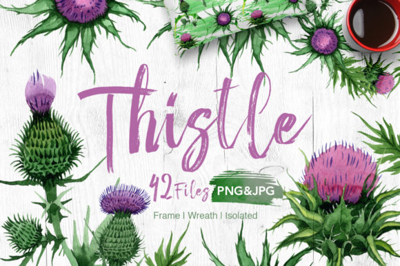 Thistle Flowers Watercolor Set & Illustrations