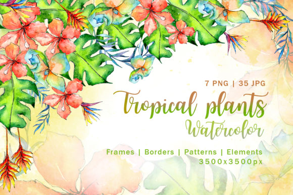 Tropical Plant Watercolor Set Illustrations Review