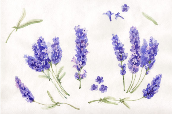 Watercolor Beautiful Lavender Set Illustrations