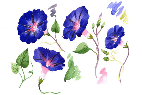 Wildflower Ipomoea Dark Blue Watercolor Set