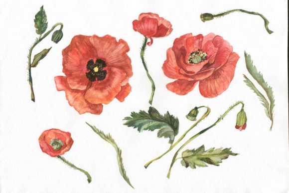 Wildflower Red Poppy Watercolor Set Illustrations