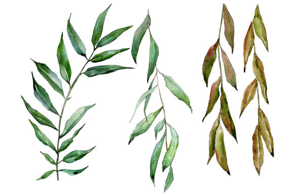 Willow Branches Watercolor Illustrations