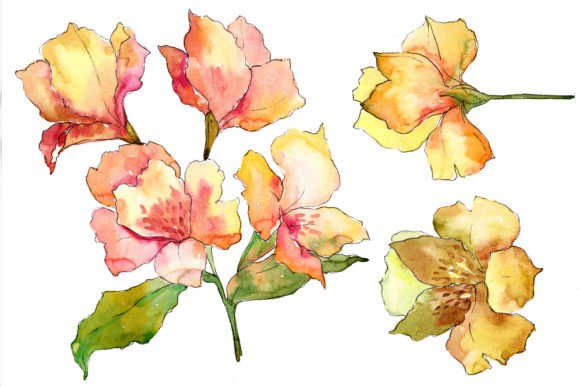 Yellow Alstroemeria Flower Watercolor Set & Illustrations
