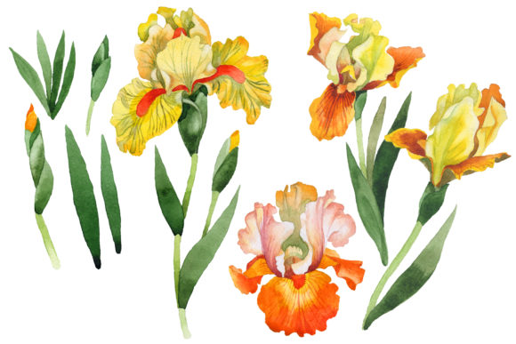 Yellow Flower Irises Watercolor Set Illustrations